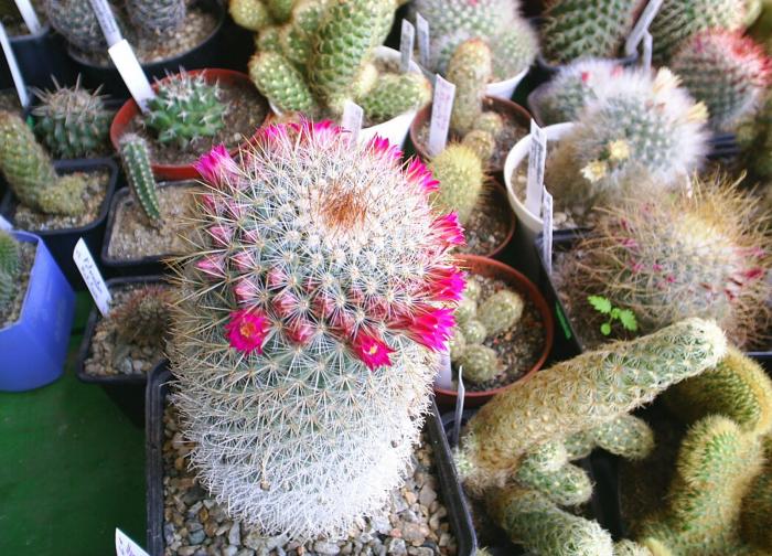 Mammillaria pytcaiensis - cactusi -nu le mai am