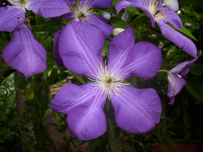 DSCI0925 - flori din gradina mea
