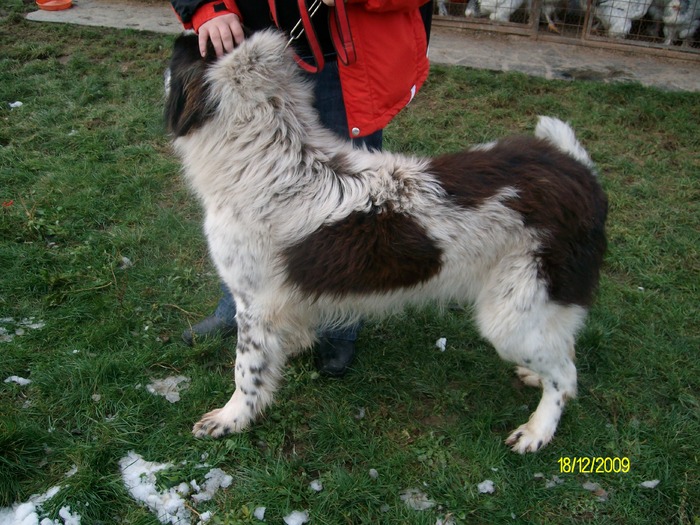 ARIS DE OAS 11 LUNI (53) - ciobanesc romanesc de bucovina