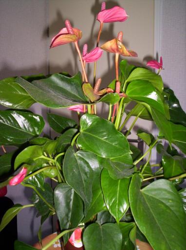 Anthurium 10 sept 2007 (4