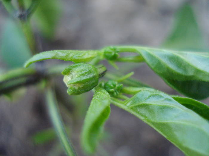 Piccante di Cayenna (2009, May 25) - Piccante di Cayenna Pepper