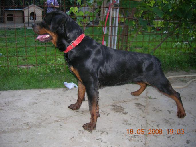 Femela Rottweiller - "Brenda" - Caini