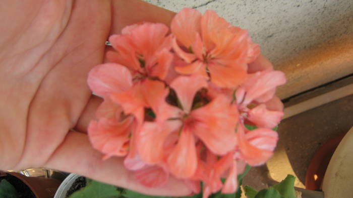 muscata satirata