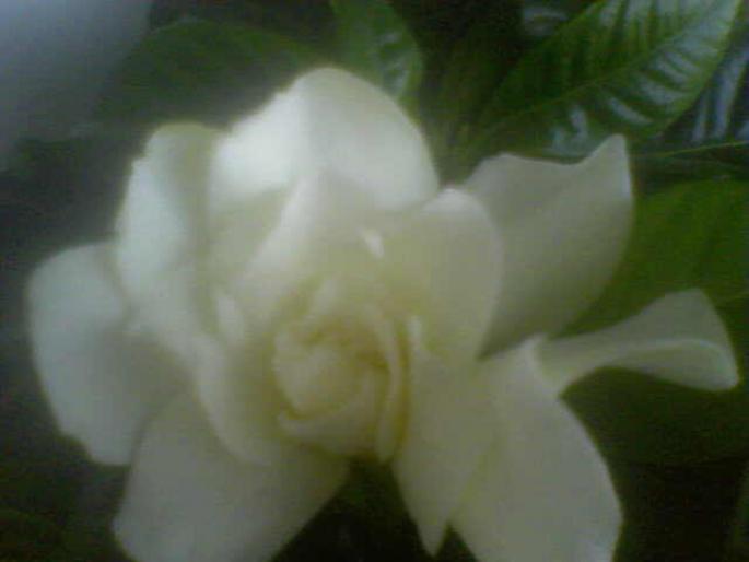 12-08-08_174749; floare gardenie 
