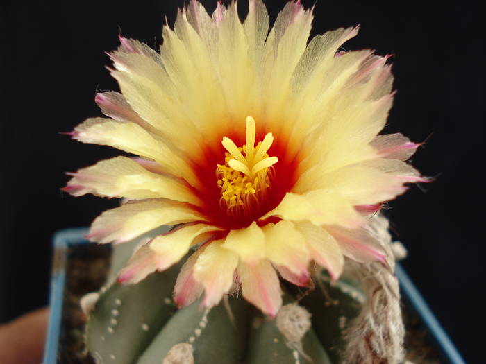Astrophytum