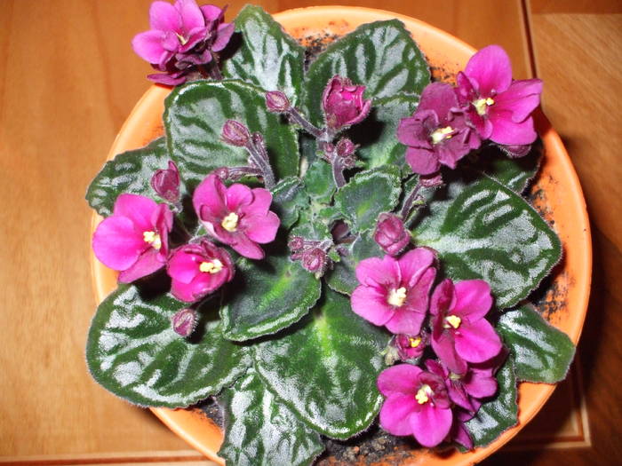 DSCF1564 - EU SI CU FLORILE MELE DRAGI