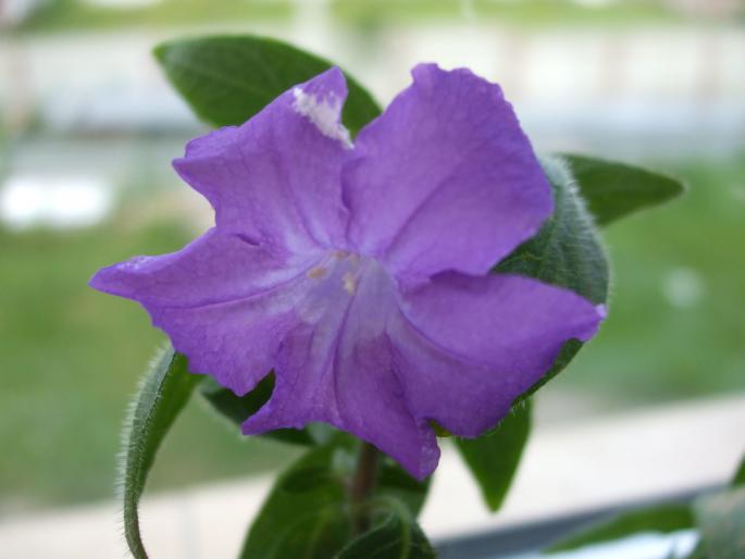 browalia - Flori