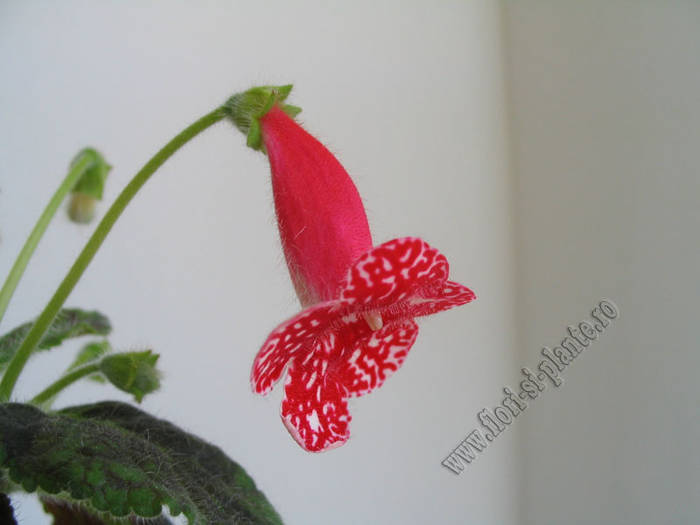 Kohleria Birgitta 1