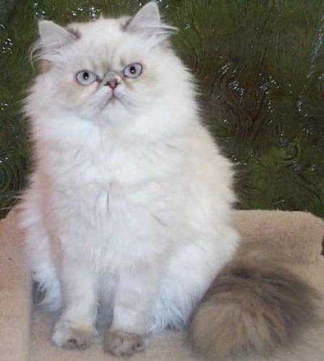 persian03 - Pisici