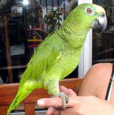 papagal amazon - Papagali