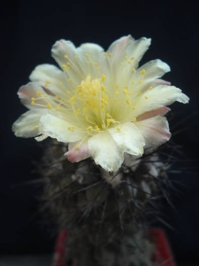 DSC04184 - Cactusi