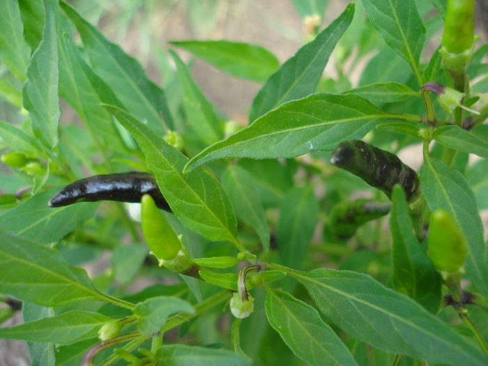 Black Chili Pepper (2009, August 12)