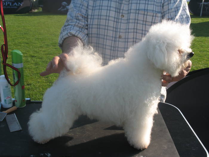 IMG_4664 - bichon frise