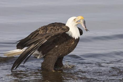 bald-eagle-pictures_MG1174[1] - PASARI