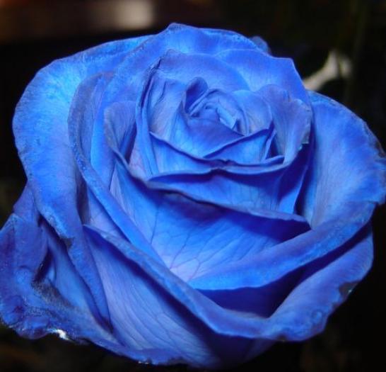 Rose blue