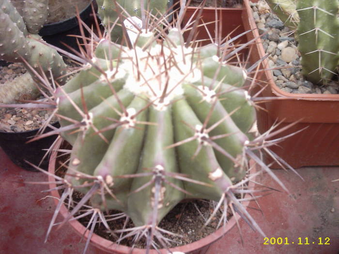 72-Echinocactus grandis - cactusi