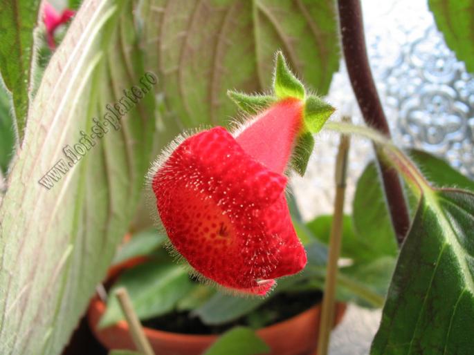 Kohleria Astarte 4