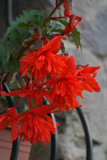 Begonia pendula