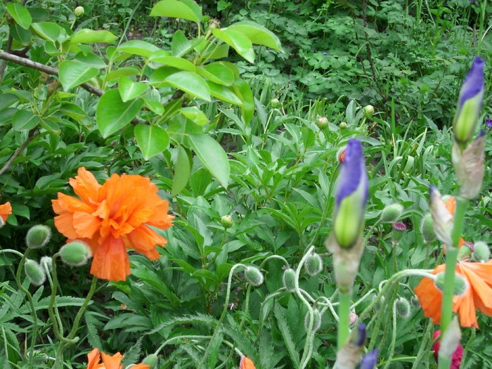 DSCI0155 - flori din gradina mea