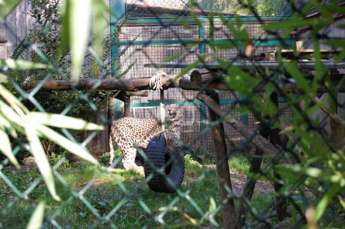 DSC_0072 - zoo amneville