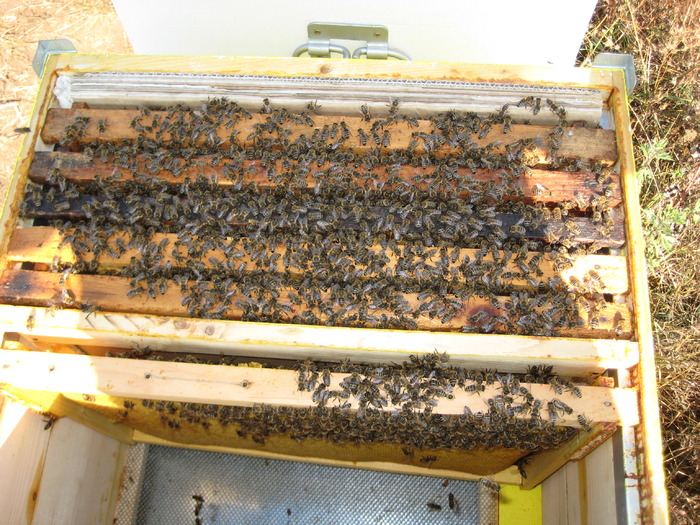 IMG_0178 - Stupina personala in 2009