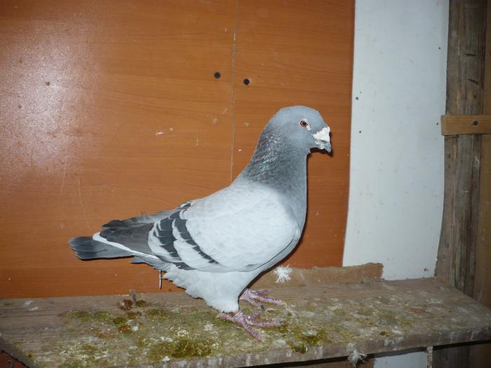 Picture 119 - costelg_ porumbei-standarde fosti si actuali