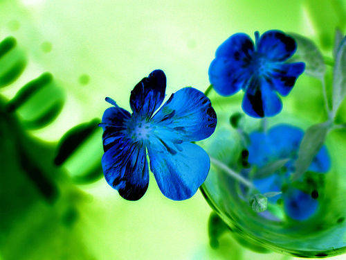 Albastrele - Flori superbe