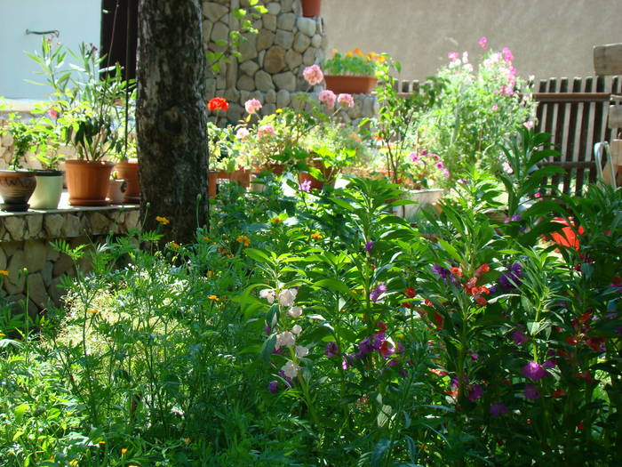 flori in gradina 1 - FLORILE MELE 2009