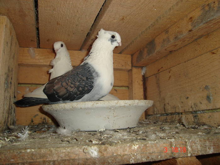 66 - C Porumbei Blueti si Satineti Vechi