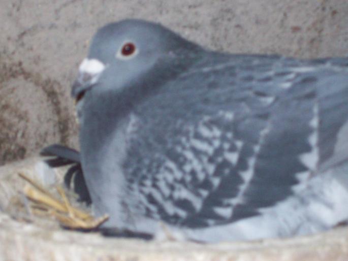 100_0051 - porumbei matca 2008