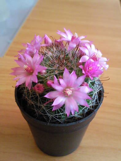 Mammillaria zeilmanniana - Colectie cactusi