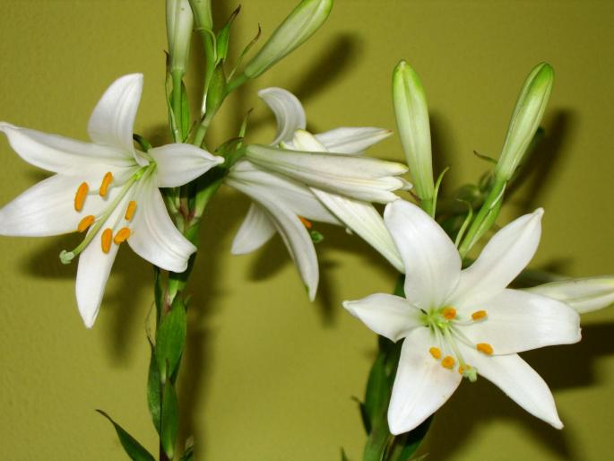 IMG_2296 - flowers