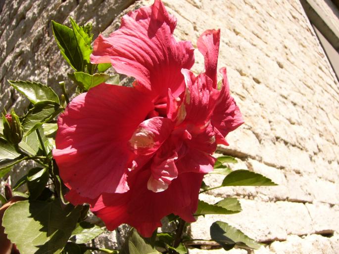 P1140040 - Hibiscus