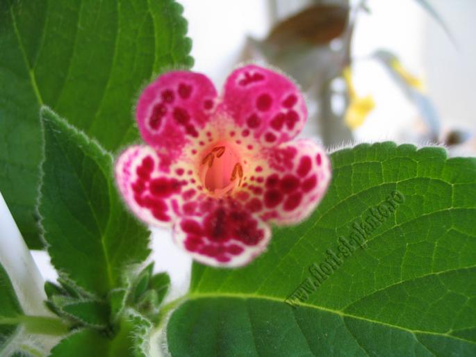 Kohleria Lucky Lucifer 8