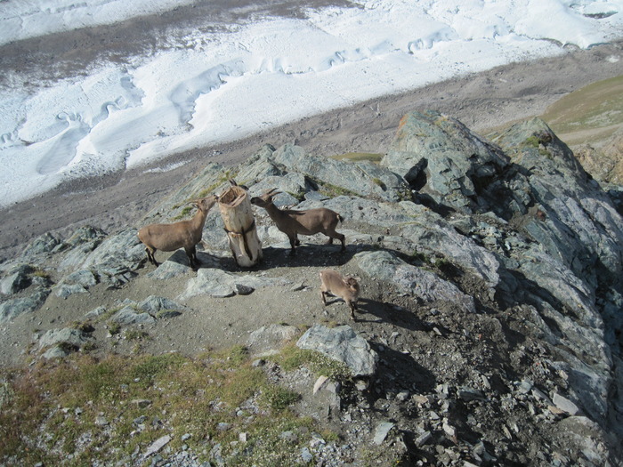 IMG_1470 - Monte Rosa-GORNERGRAT-cu trenul la cota 3100