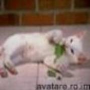 sd (62) - animale