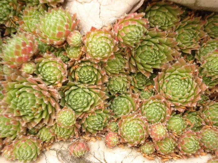 DSC01630 - Sempervivum