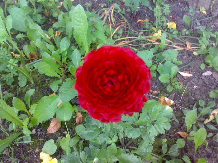 ranunculus - Florile din gradina mea - 2009