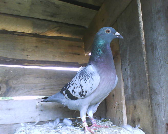 unguroaica - porumbei
