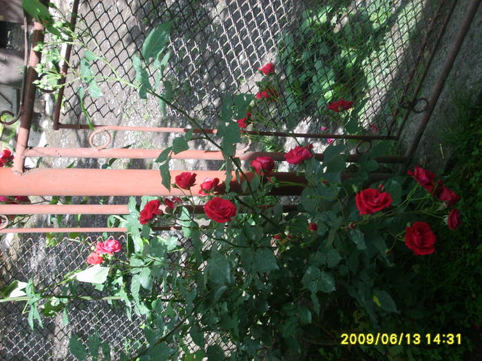 S5005167 - flori din gradina