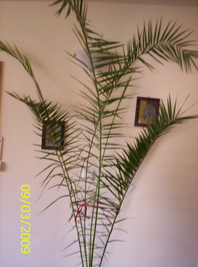 Palmierul Phoenix; maret,impunator,cu prestanta
