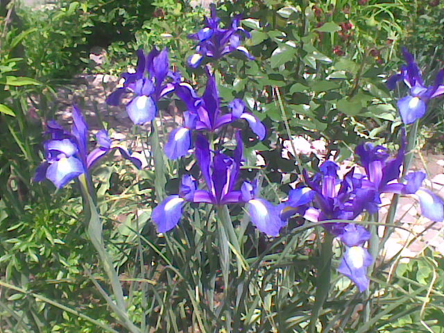 Imag010