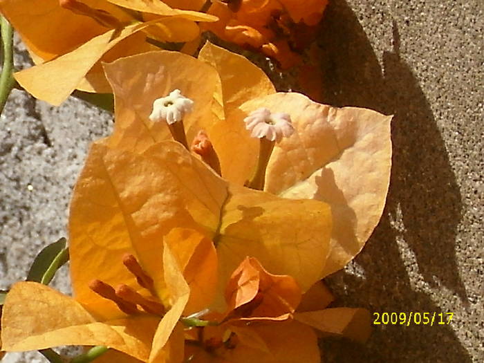 Picture 006
