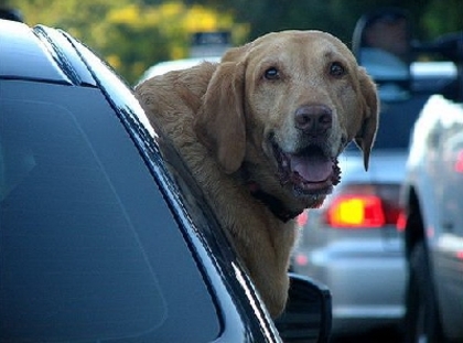 ae58f6ff31e454eeeba25cd315591c1a - CATELUSI