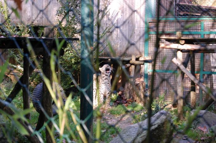 DSC_0070 - zoo amneville