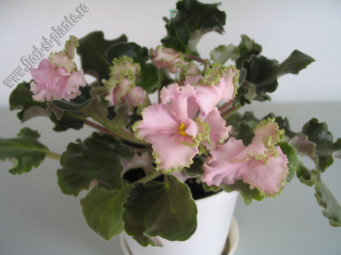 Saintpaulia Pink Lady 7 - VIOLETE AFRICANE  - Saintpaulia
