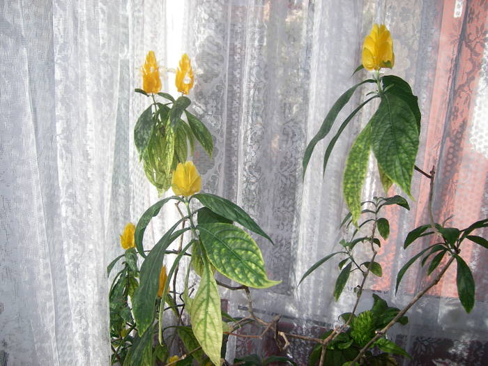 Pachistakis - Flori - 2009