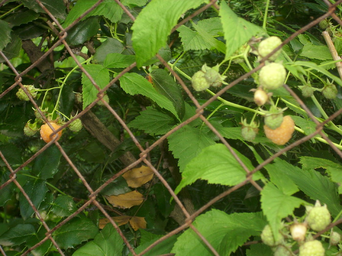 zmeura galbena; dulce si aromata
