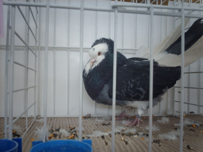 IMG_3161 - poze de la expozitia nationala lugoj 2009