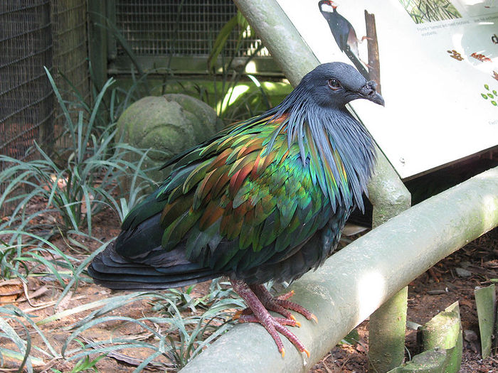800px-Nicobar_Pigeon_at_Jurong_BirdPark